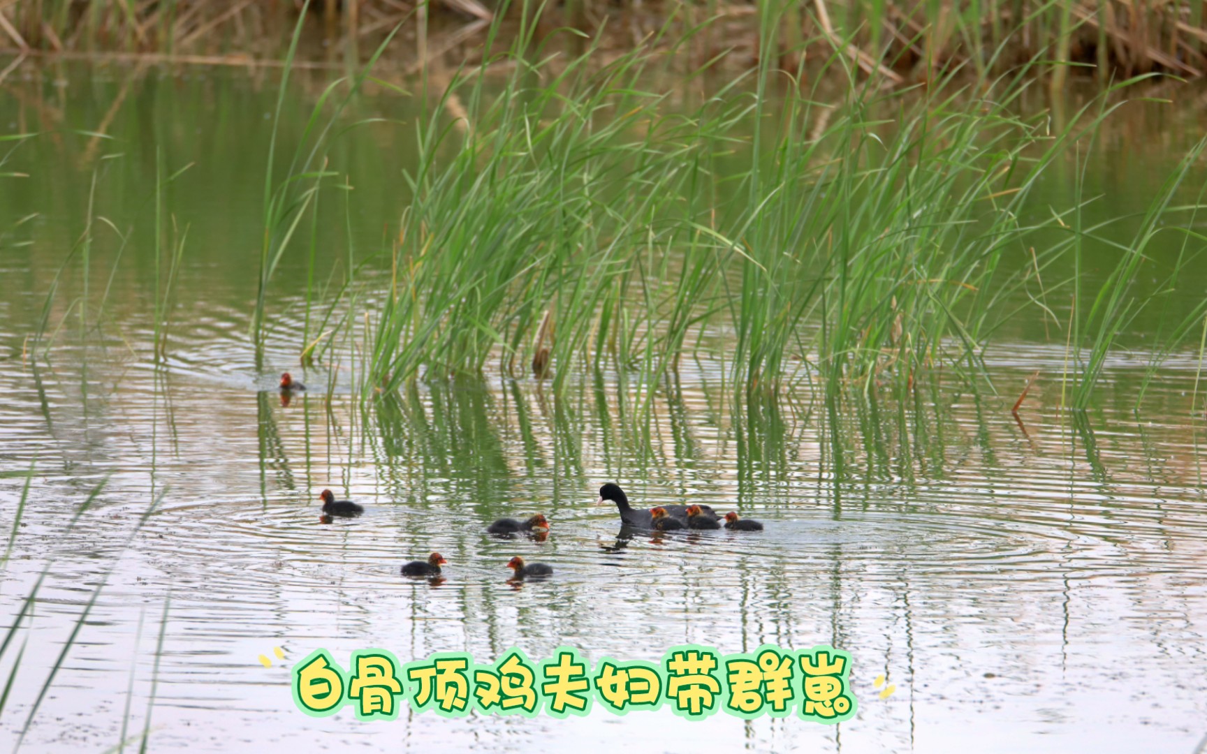 [图]父爱如山，母爱如海！白骨顶鸡夫妇辛苦带群崽，辛勤喂娃！