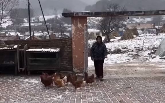 东北农村幸福生活,今天飘小轻雪了哔哩哔哩bilibili