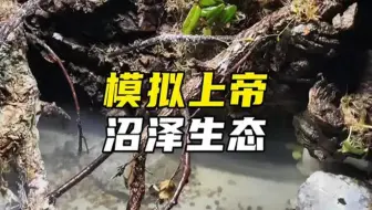 历时30天 用水箱模拟一个沼泽生态系统 扮演上帝制造生物和维持生气平衡