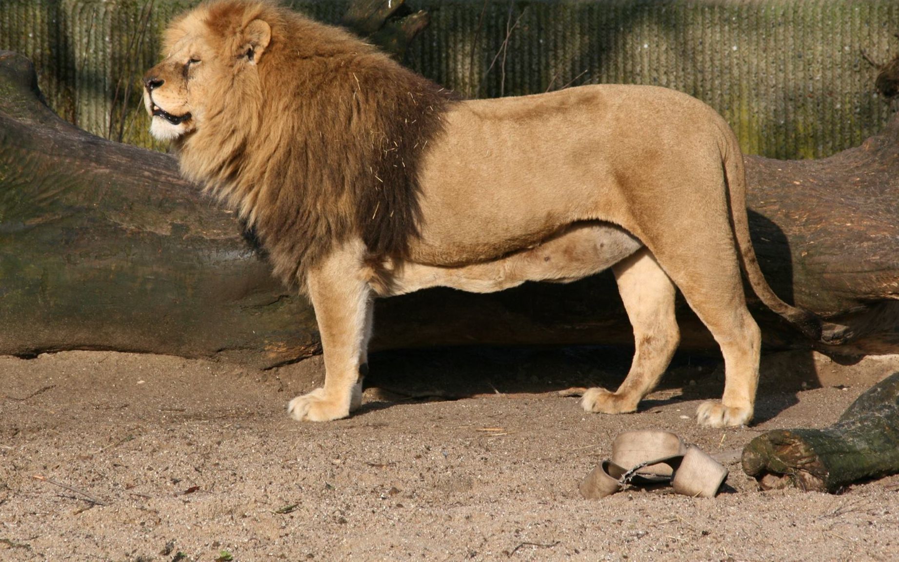 东北虎林园一日游,围观活泼的非洲大狮子!
