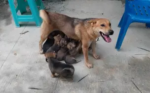 Скачать видео: 8只狗狗在喝奶，狗妈妈怕是疼了，没一会就跑了！