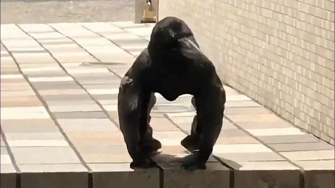 聪明又搞笑的乌鸦