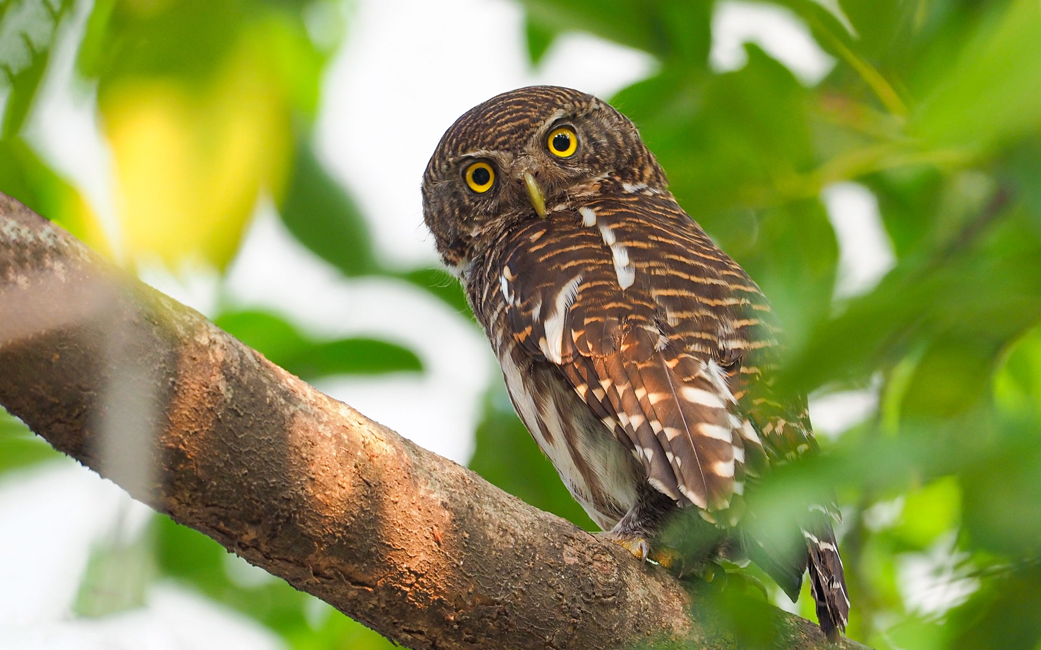 长有一双金刚眼的斑头鸺鹠