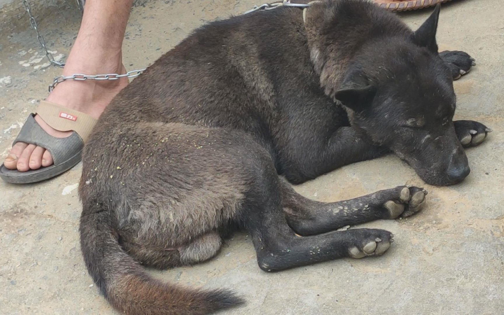 老猎狗被卖,一生换了十一位主人,留下一身的伤口