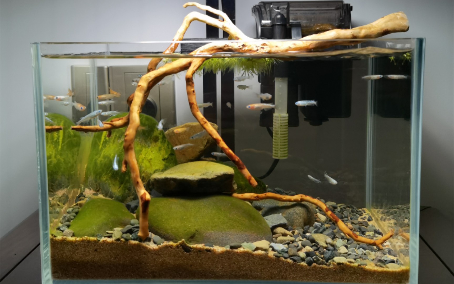 紫身枝桠虾虎青鳉原生微缸