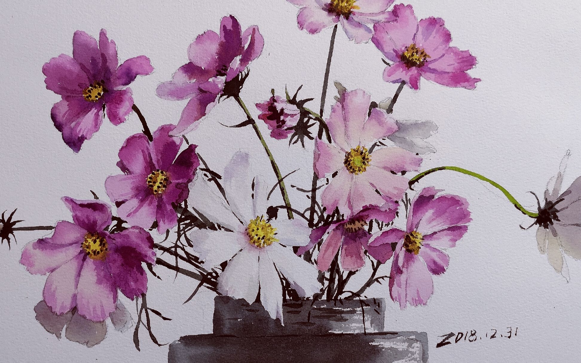 朱红水彩示范自由的波斯菊