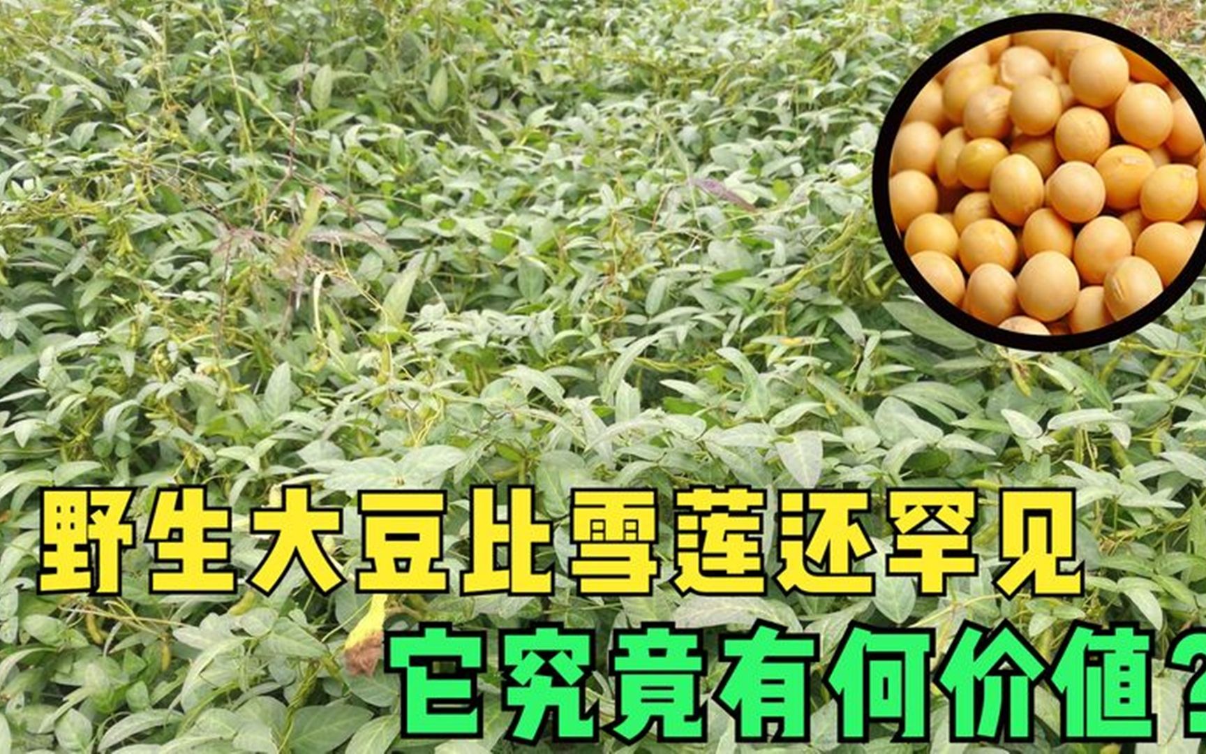 [图]江苏发现600平野生大豆，比雪莲还罕见，它究竟有何价值？