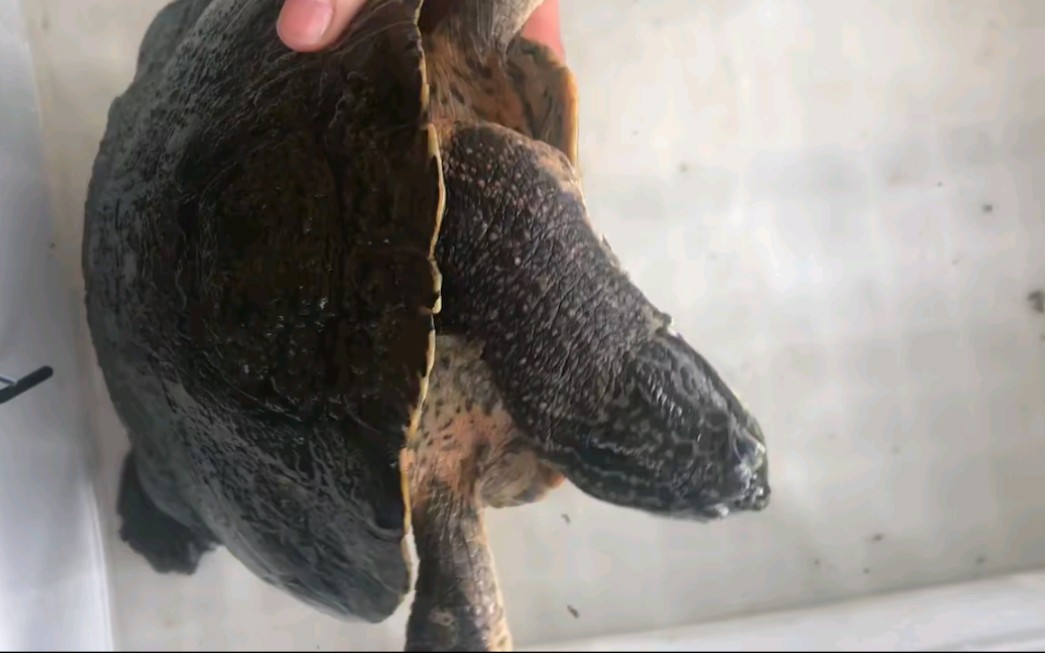 网上看到的威廉姆斯蟾头龟