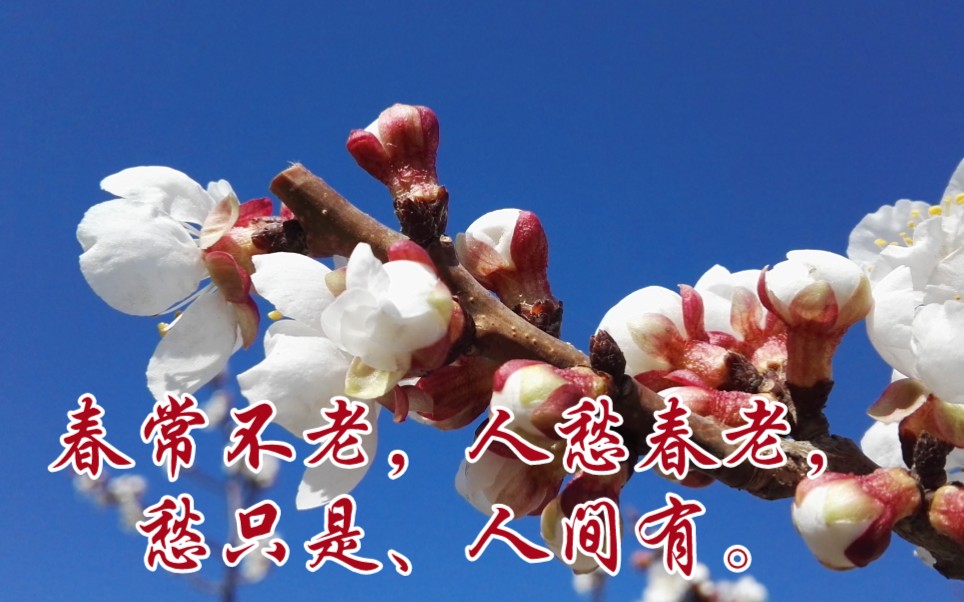 活动作品春常不老人愁春老愁只是人间有