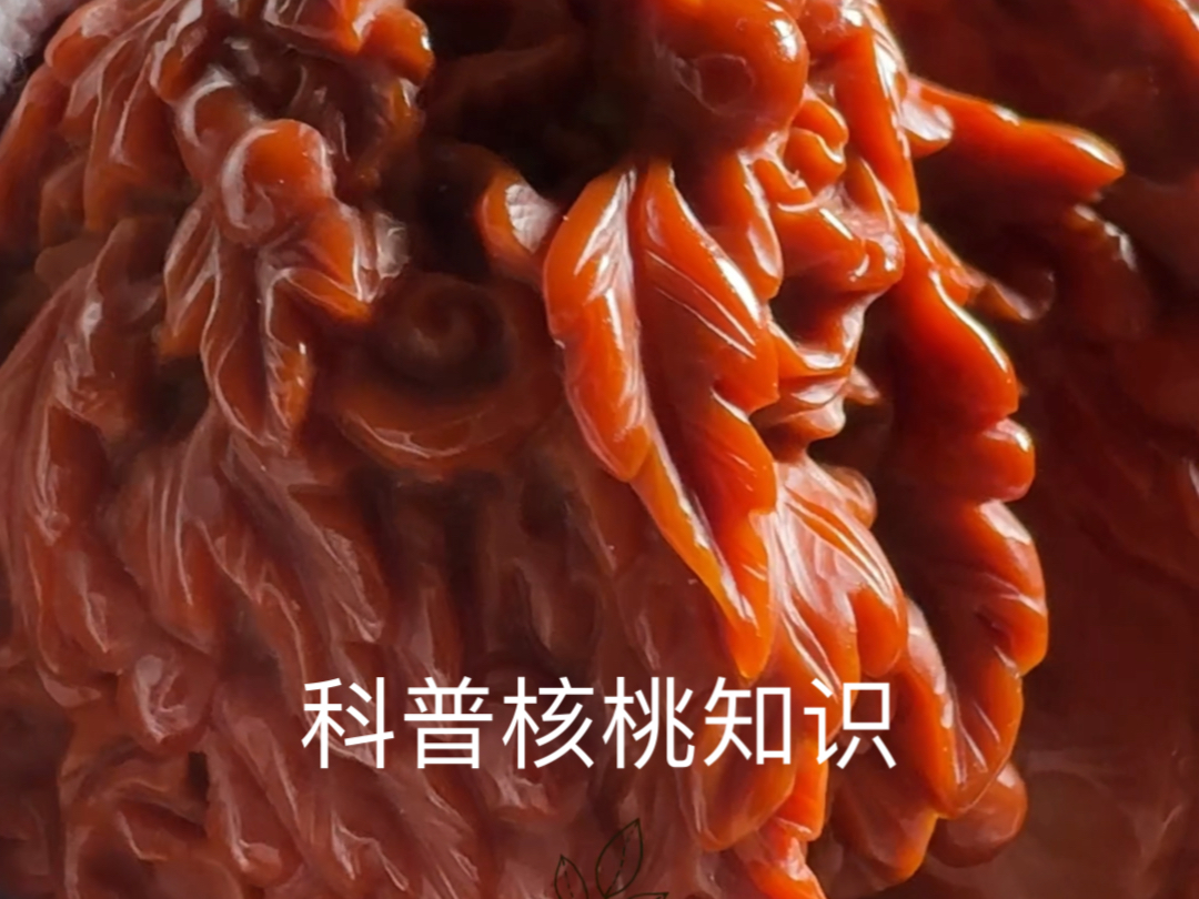 濒临绝迹的品种! #盘龙纹狮子头