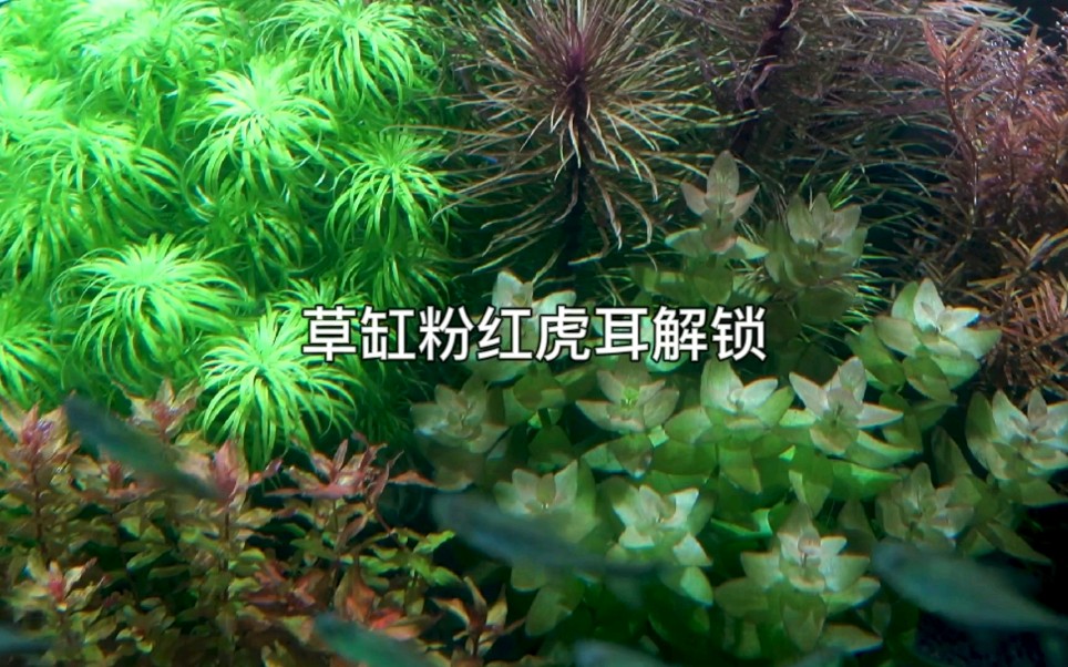 草缸水草粉红虎耳篇,玩荷兰景,少了它可就缺少味道了!哔哩哔哩bilibili