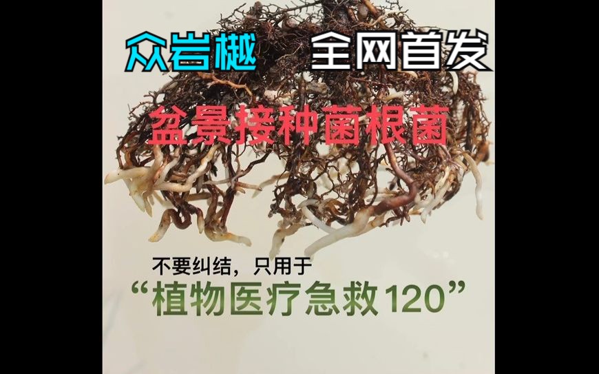 松盆景接种菌根菌只用于植物医疗哔哩哔哩bilibili