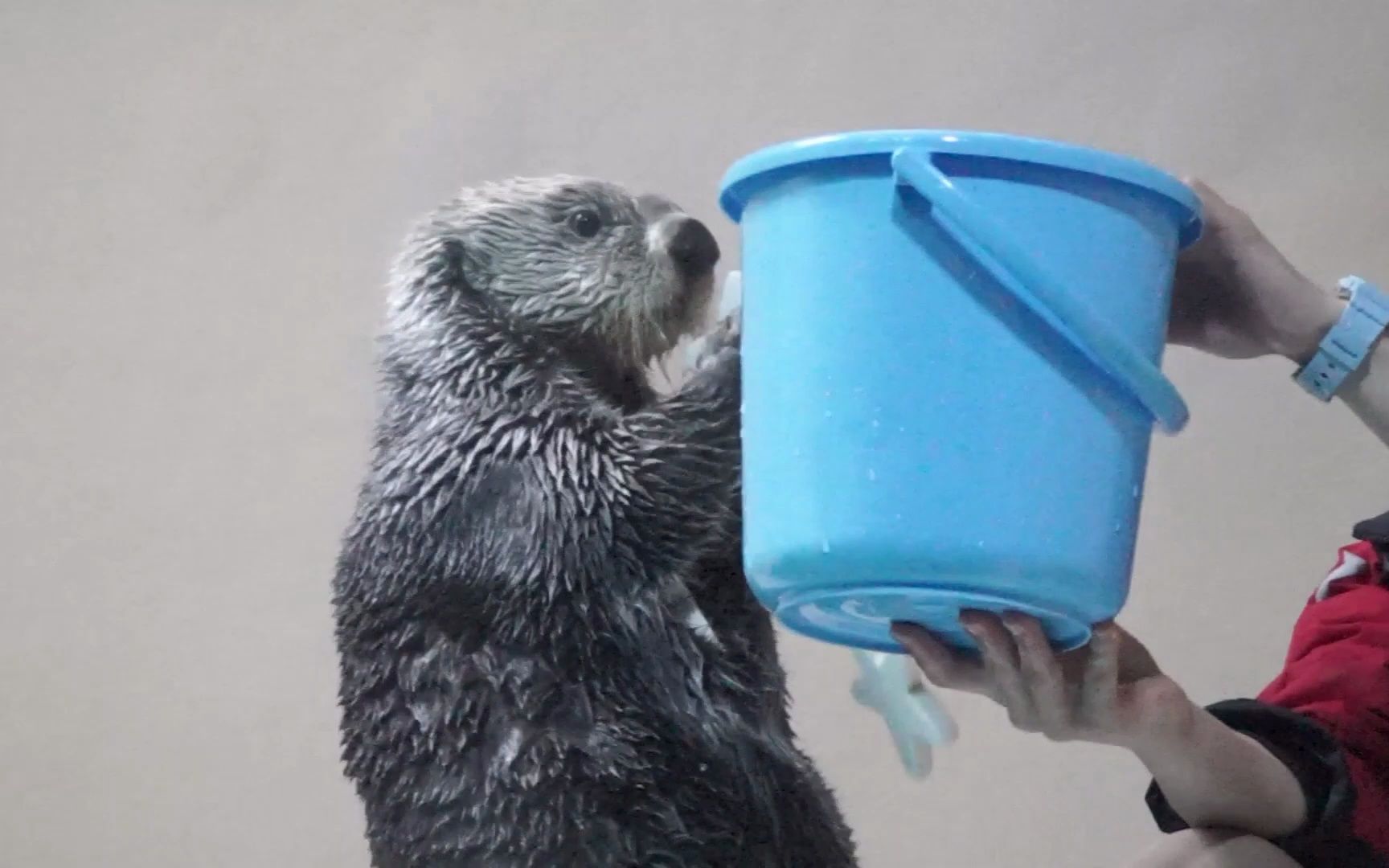 鳥羽水族館 幫飼養員收玩具 - 海獺小梅和基拉