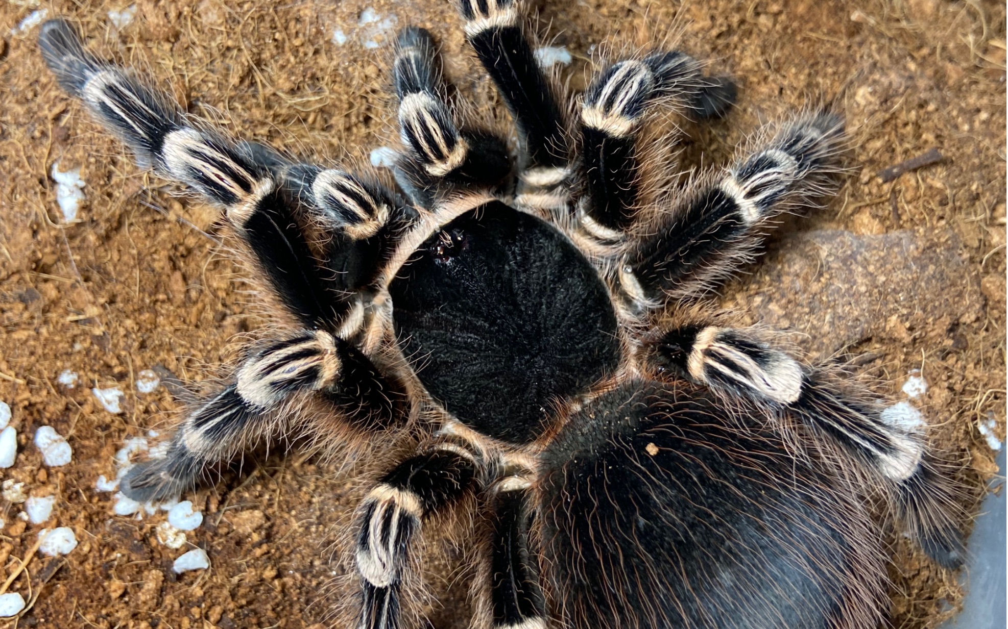 巴西白膝头交配 全过程,有点长.