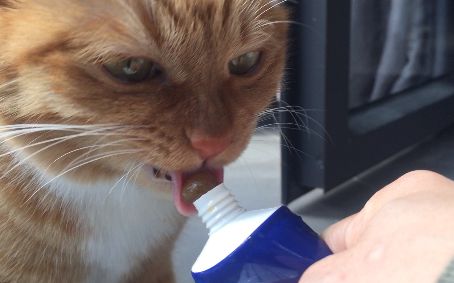 贫民窟喵星人们第一次吃营养膏,高傲橘猫第二天竟然也.