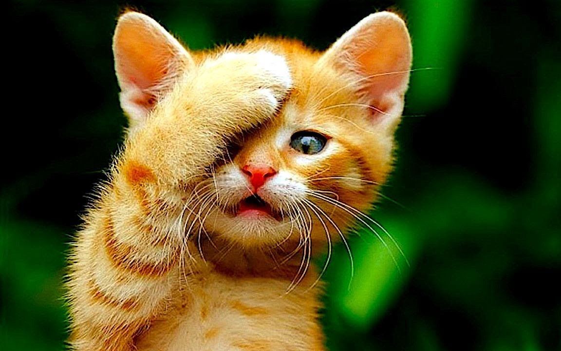 《沙雕宠物搞笑迷惑行为76》