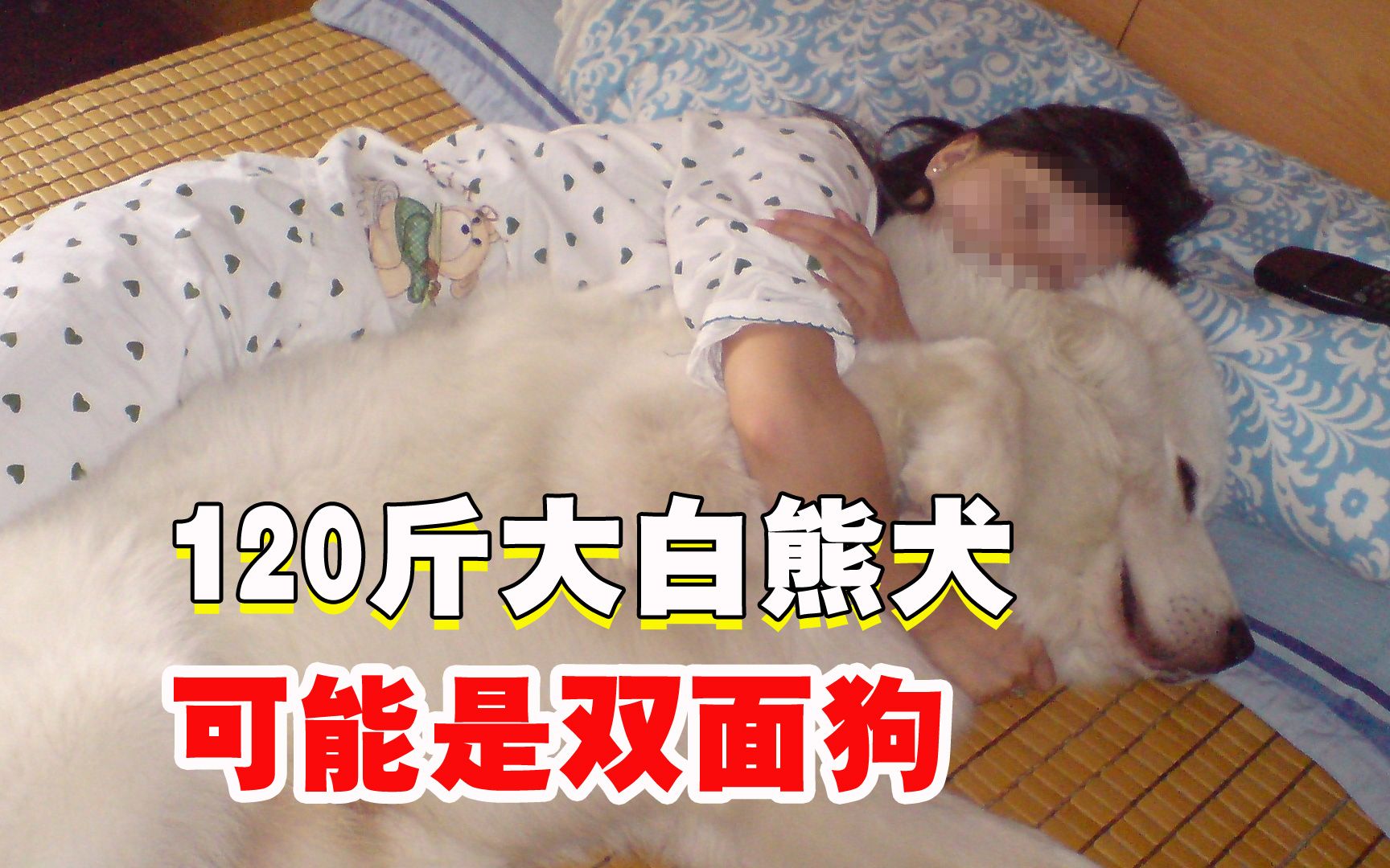 120斤的大白熊犬,有“双面狗”的嫌疑哔哩哔哩bilibili