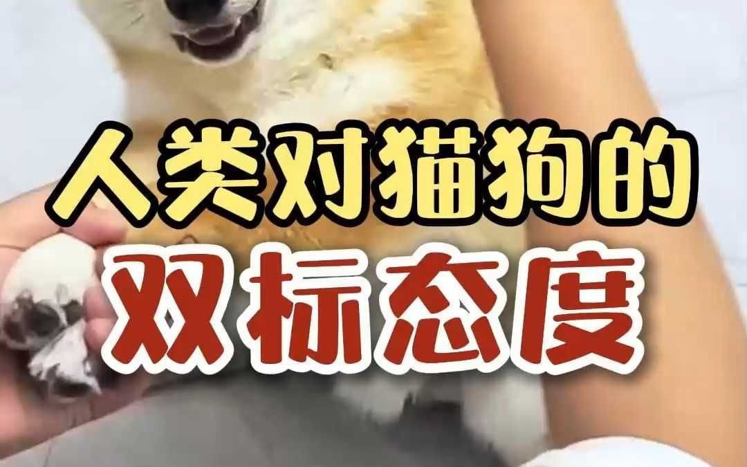 你喜欢猫?还是狗?哔哩哔哩bilibili