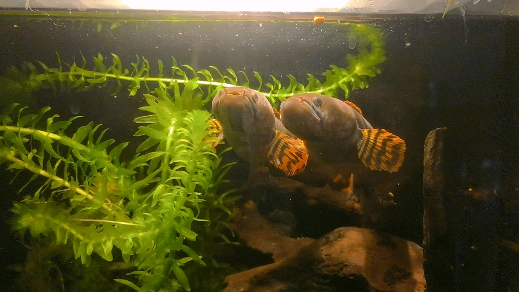 看着还挺有夫妻相希望早点交房租巧克力雷龙