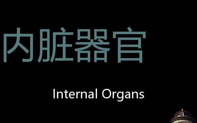 内脏器官 Chinese Pronunciation Internal organs哔哩哔哩bilibili