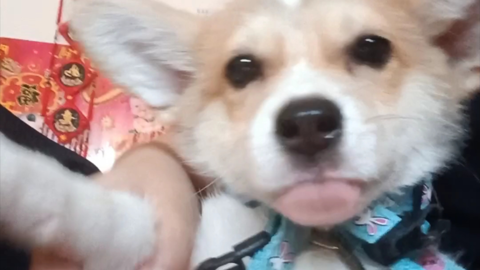 摇摇晃晃的小狗狗也太萌了超可爱