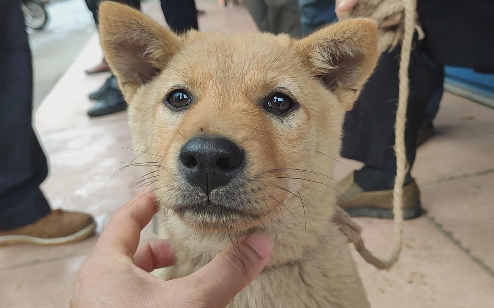 90岁老人这条小土狗会闻蛇抓猫,大雨阻止不了广西人爱中国土狗