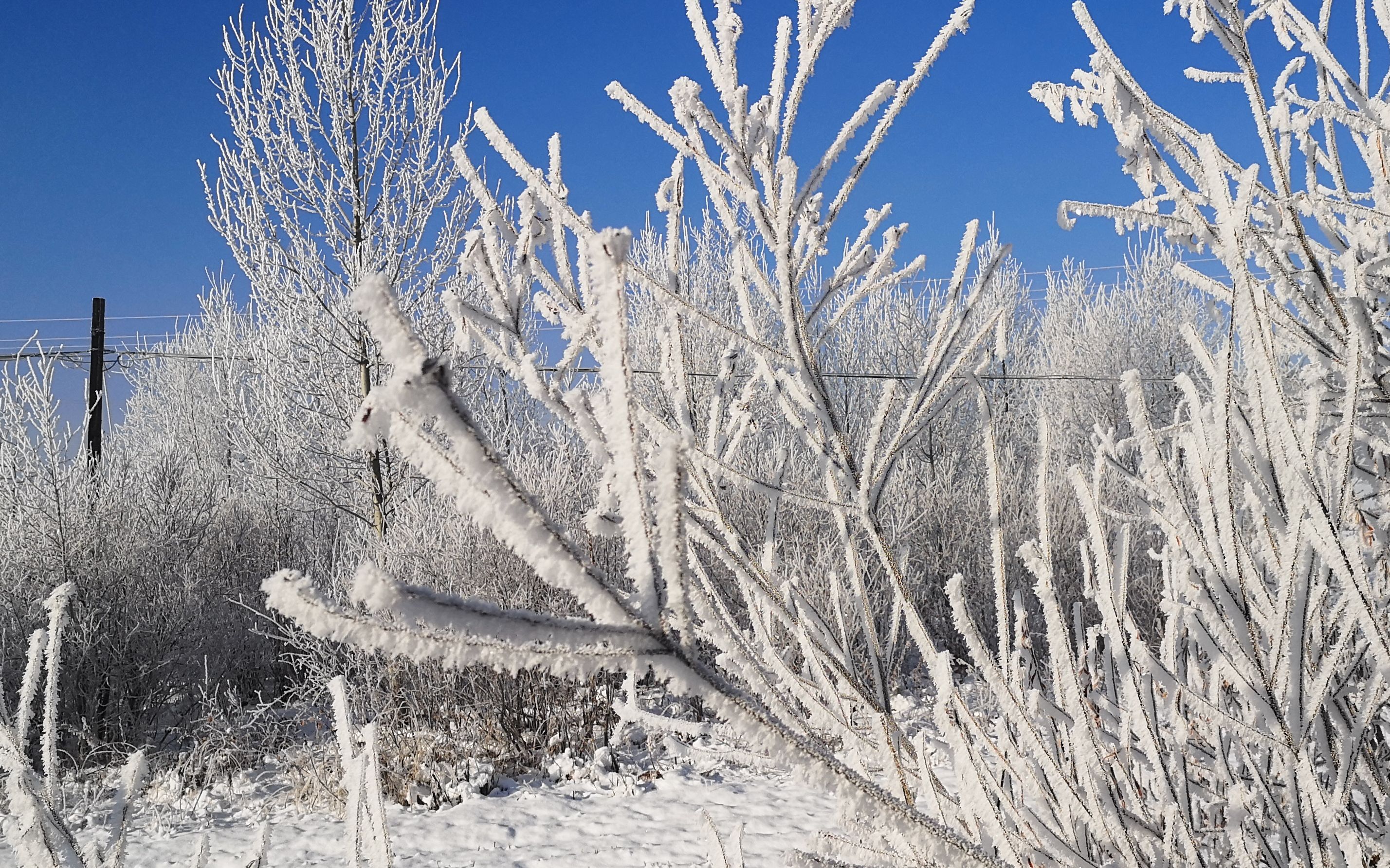 大雪过后的树挂风景真美啊!去黑龙江收网,观赏一路银装素裹美景哔哩哔哩bilibili