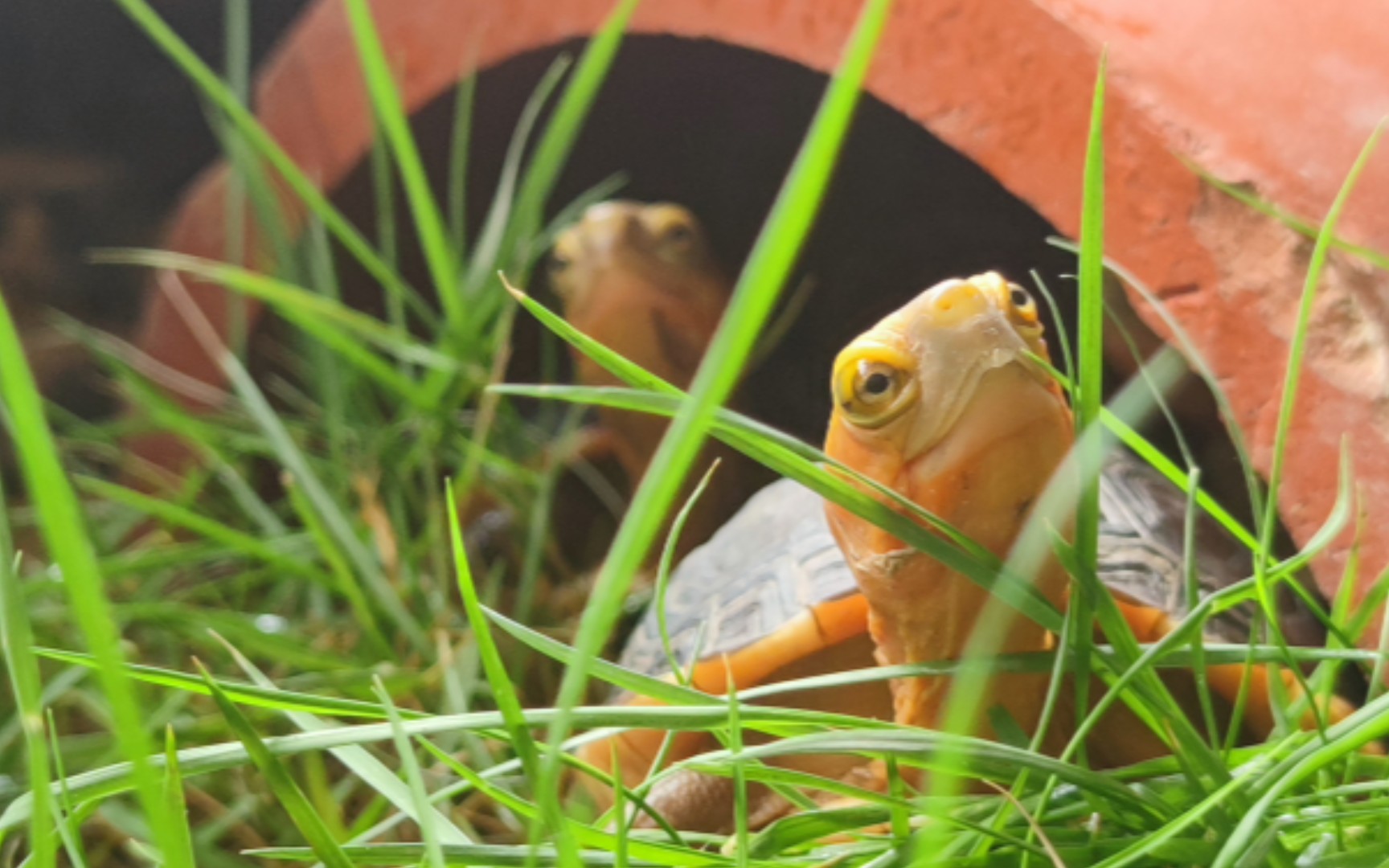 给环境里的黄缘龟来组写真