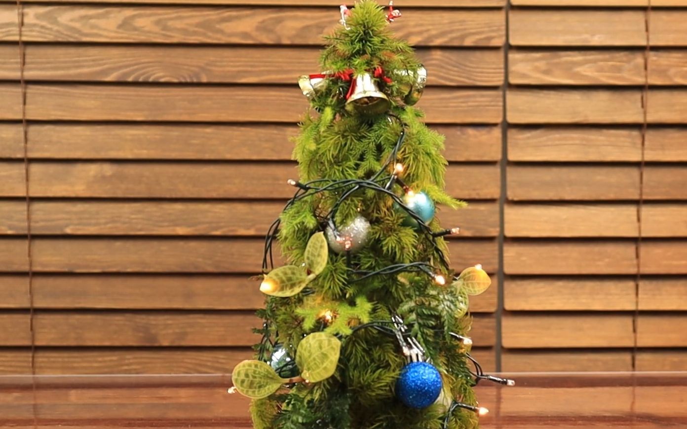 苔藓造景---圣诞树