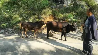 Télécharger la video: 曹哥买牛，两头牛，大叔喊价18800元，曹哥为何不要了