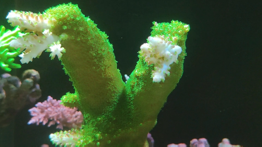 非常粗壮长相酷似爪子的鹰爪硬骨珊瑚