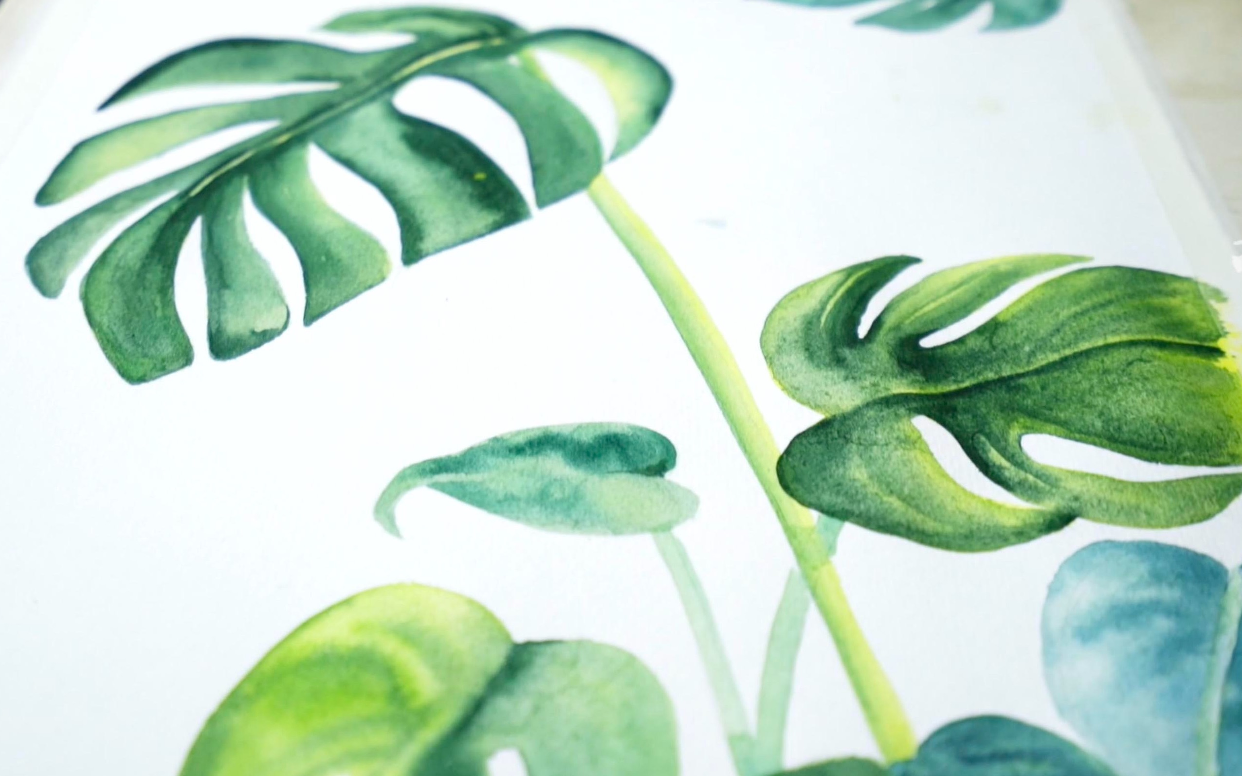 夏天一起画龟背竹