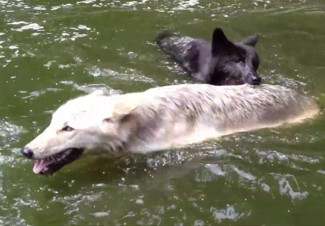 池塘中打闹的狼|动物园丰容|野狼保护中心 Wolf Conservation Center哔哩哔哩bilibili