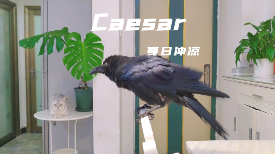 [图][大嘴乌鸦]Caesar夏日冲凉