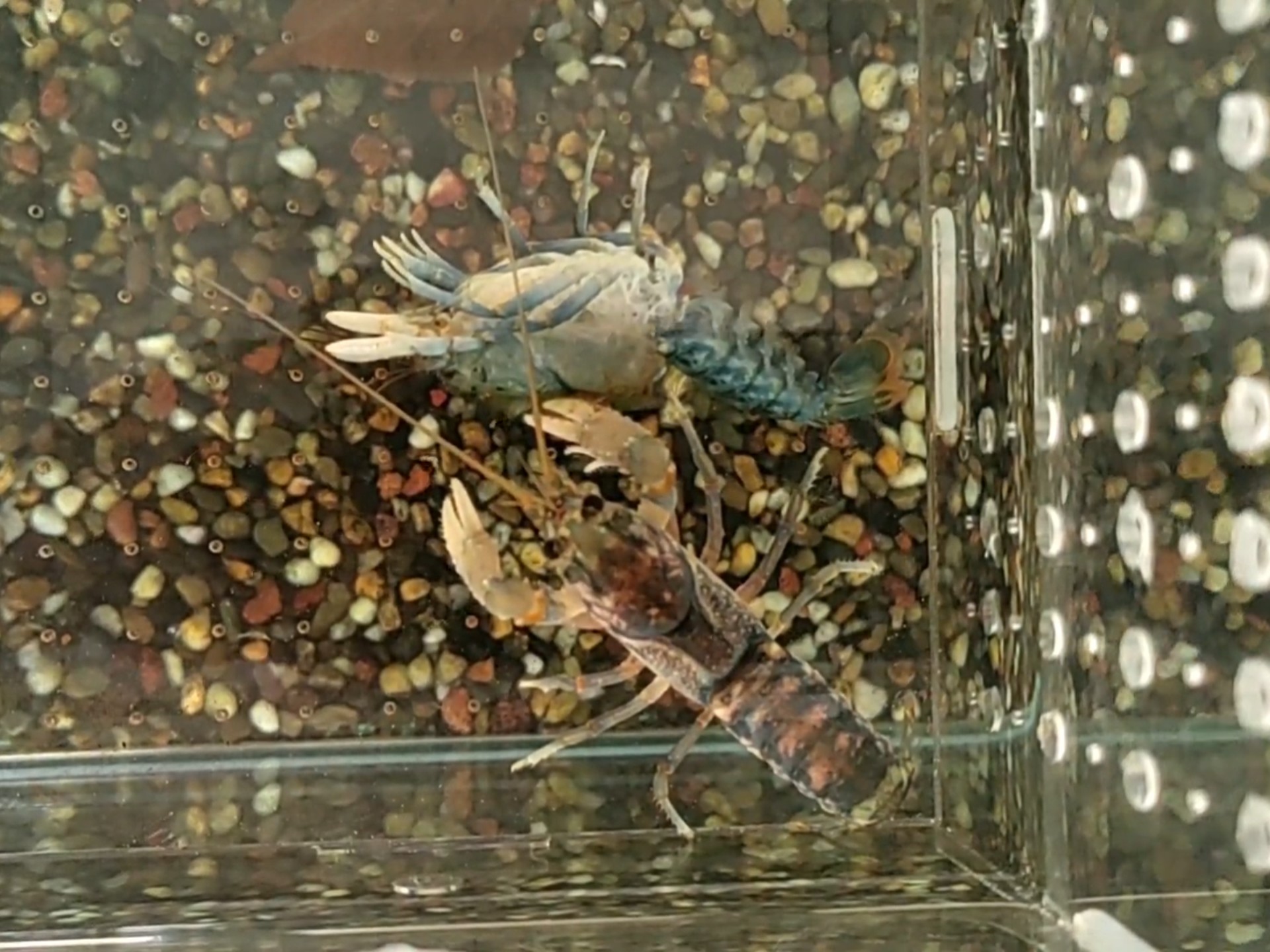 虾坚强再次蜕壳,加油雷明顿螯虾