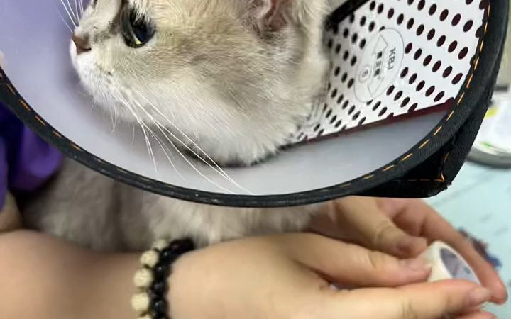 猫子宫蓄脓 养猫的乐趣 养猫哔哩哔哩bilibili