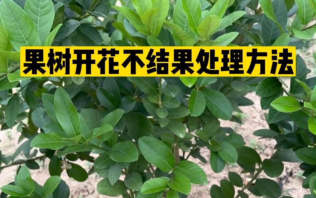 果树开花不结果是什么原因