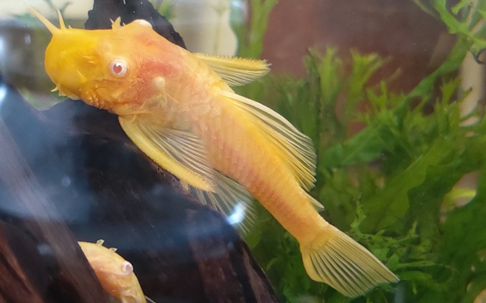 【红眼胡子鱼】 就要吃肉肉……_哔哩哔哩_bilibili