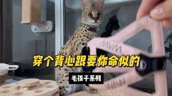 Download Video: 本篇旨在劝退那些想养薮猫的铲屎官们