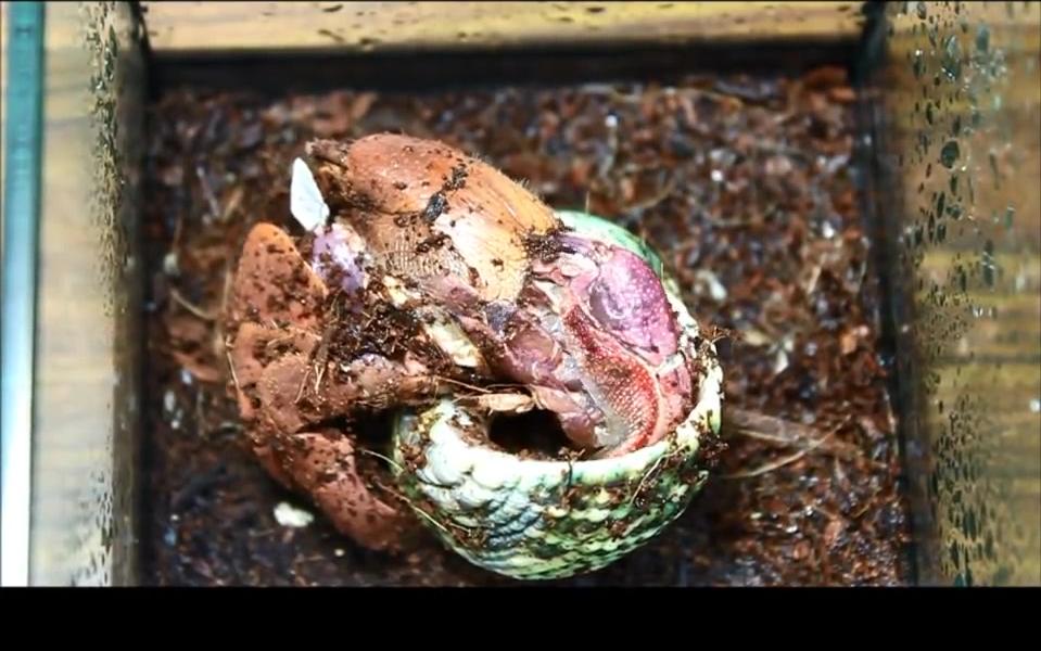 【youtube】短腕寄居蟹脱壳