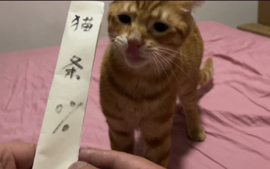 含猫条量0%,含亲量100%…所以小猫咪下载反诈App了嘛哔哩哔哩bilibili