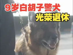 Download Video: 9岁白胡子警犬戴上大红花退役，致敬无言的战士！好好休息！