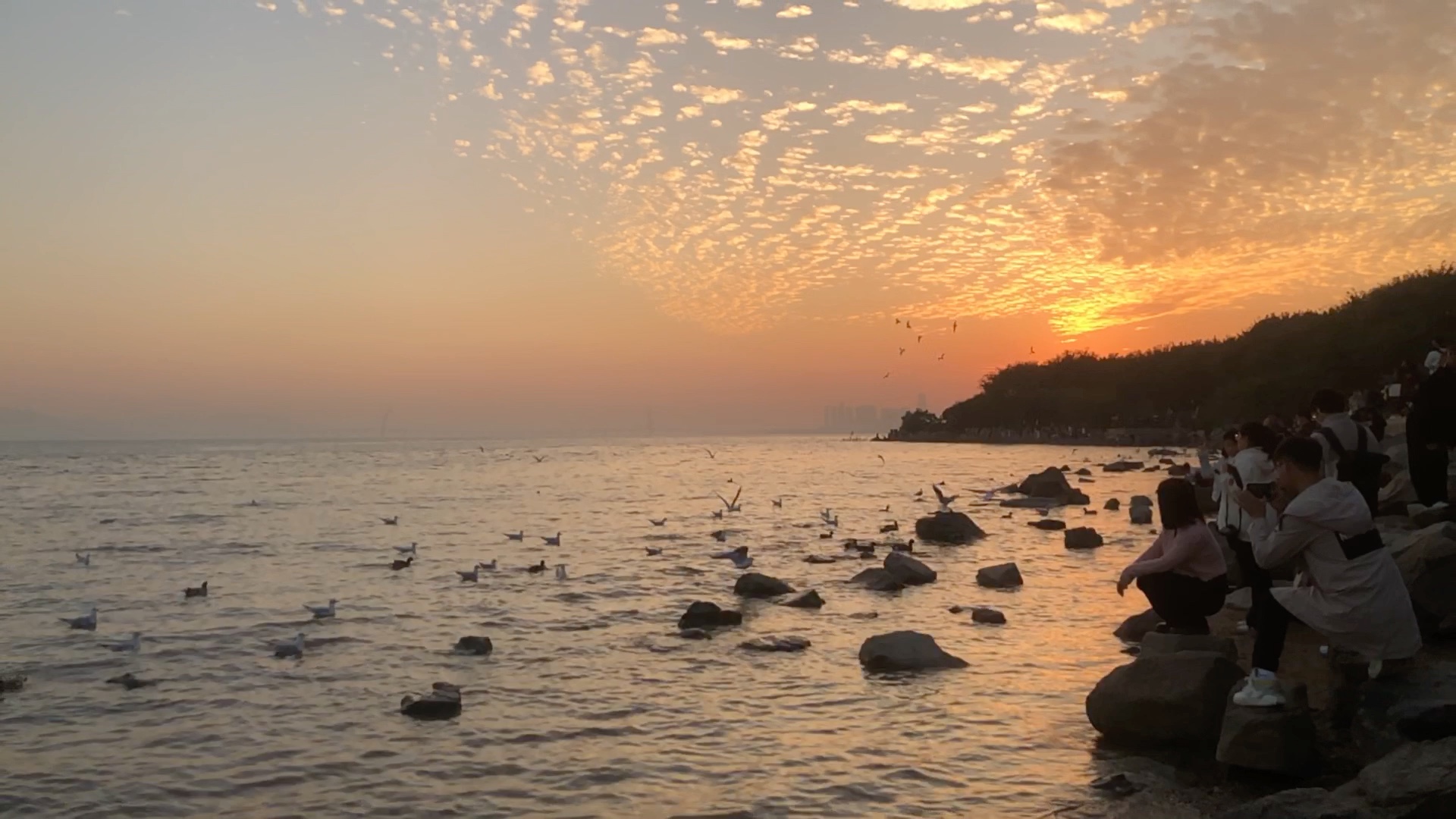 来深圳湾欣赏下夕阳吧