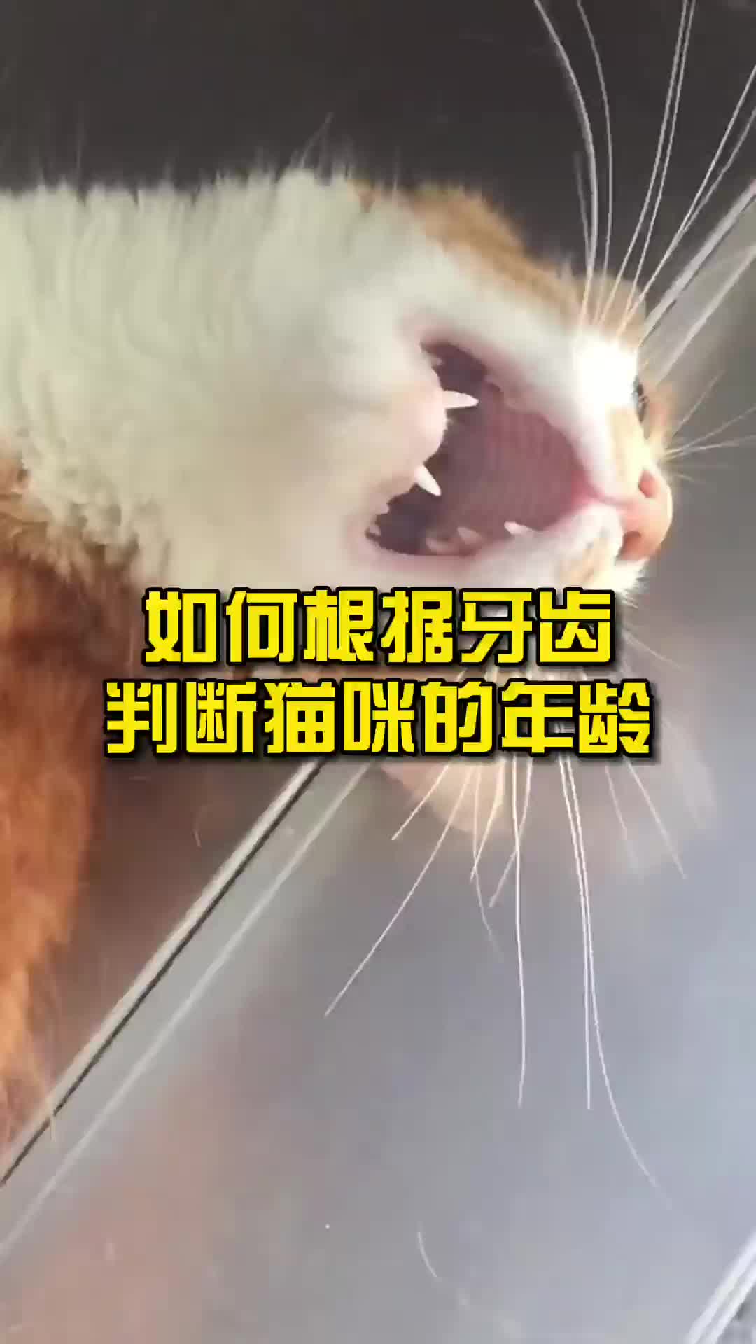 如何根据牙齿判断猫咪的年龄?哔哩哔哩bilibili