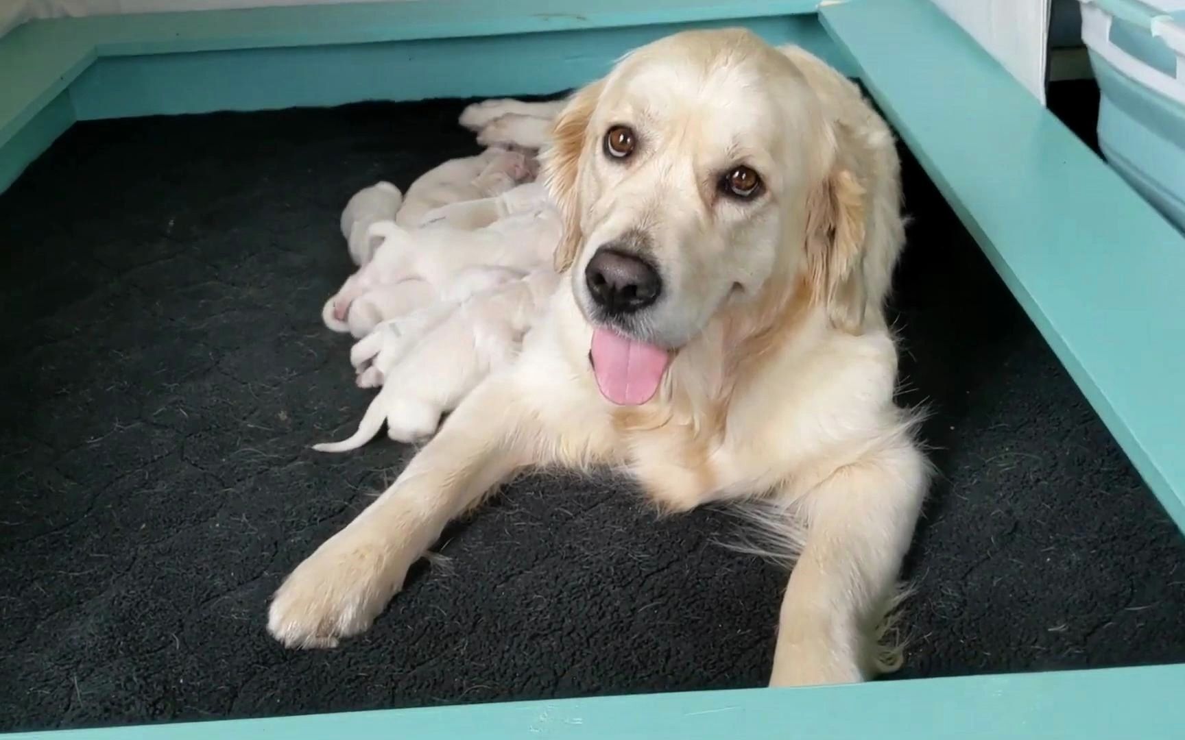 金毛犬宝宝诞生,一胎生十崽
