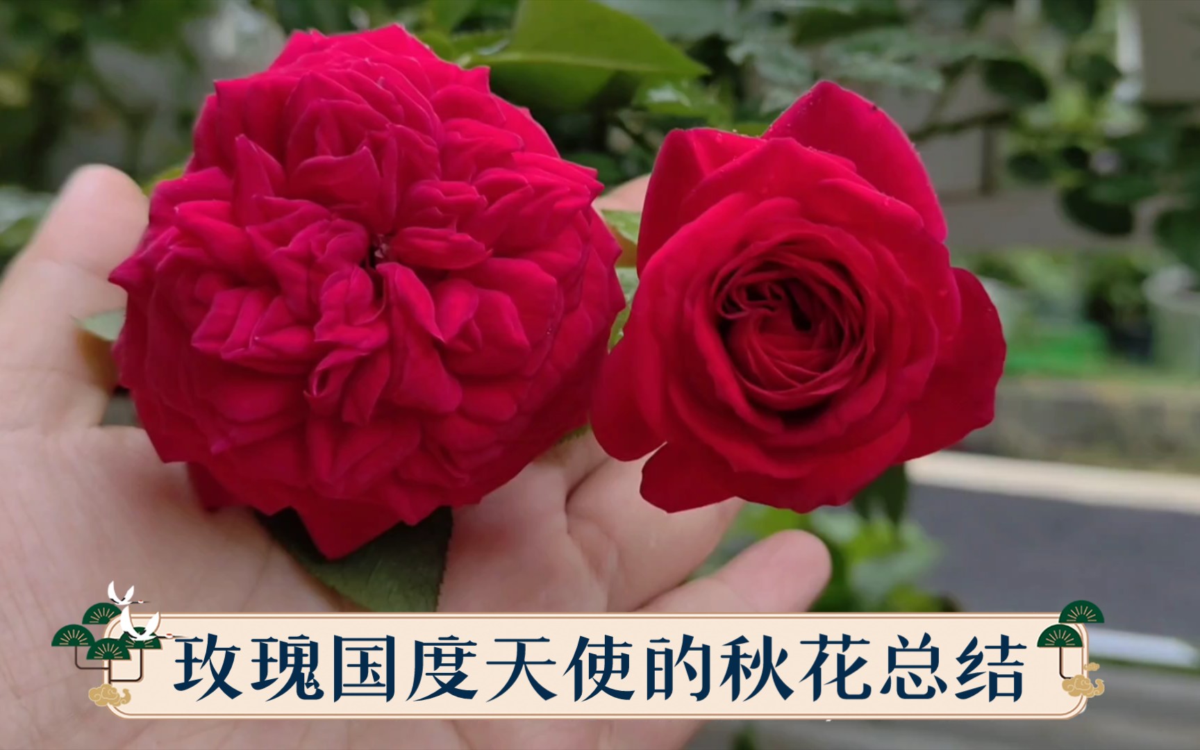 月季玫瑰国度天使的秋花总结,它丰花勤花耐热耐晒,还浓香.