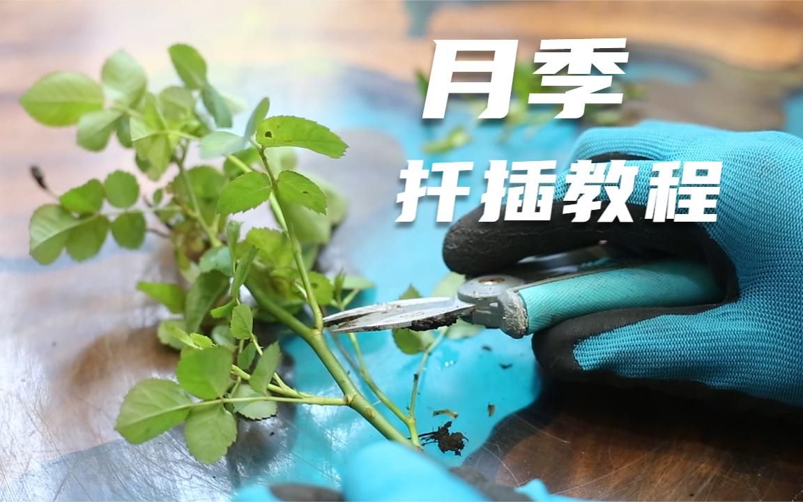 园艺师教你扦插月季，这可能是关于月季，最全面繁殖教程了