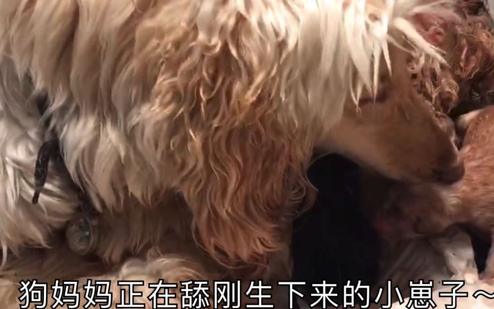 年前狗市买的阿富汗猎犬 生了一窝小阿富汗 小妹直呼赚大了哔哩哔哩bilibili