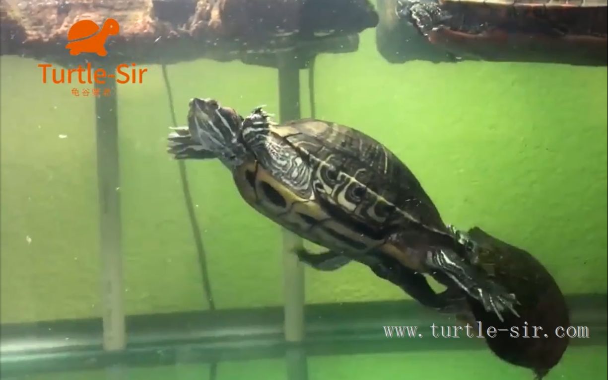 巴西龟交配现场西锦龟一旁观摩龟谷鳖老