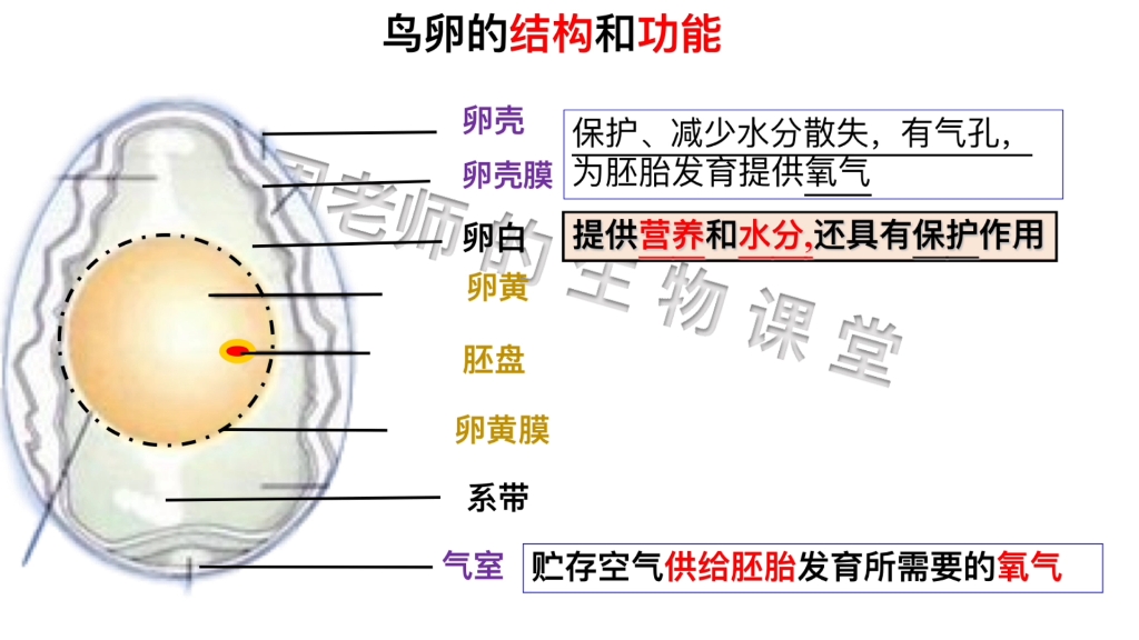 [图]画重点‖鸟的生殖和发育重难点一：我们对鸡蛋都非常熟悉，今天我们就来看看它的结构和功能 #初中生物 #鸟 #鸡蛋